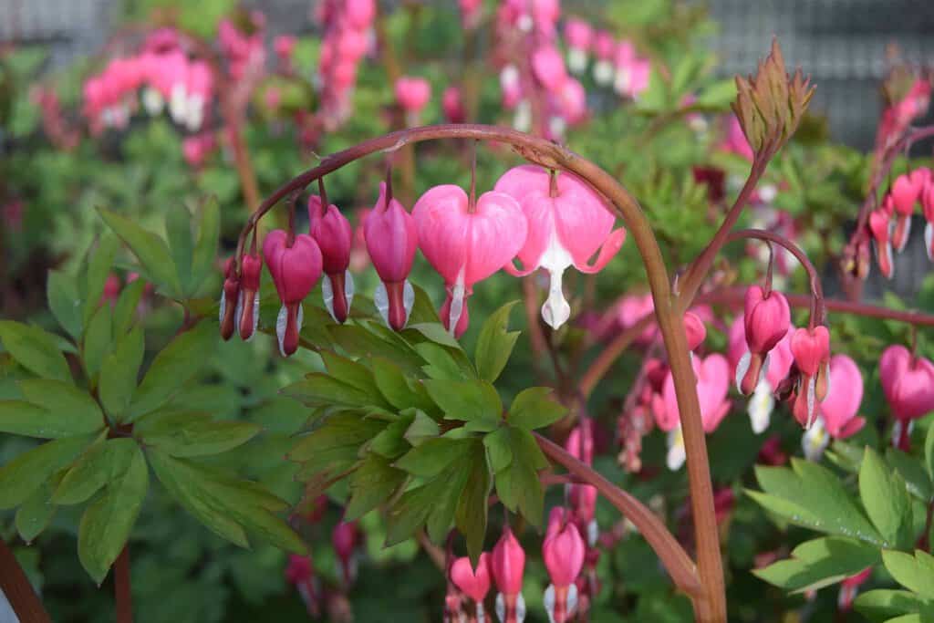 Lamprocapnos spectabilis ---